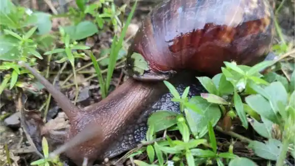 Cómo tratar, controlar y eliminar el CARACOL AFRICANO, LA PESTE QUE AZOTA EL OCCIDENTE VENEZOLANO