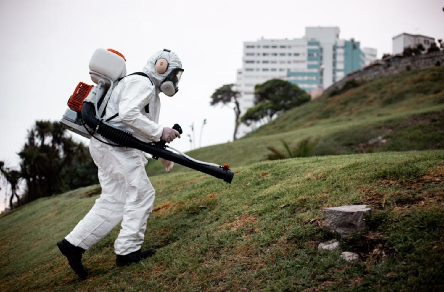 La invasión de mosquitos durará "entre 7 y 10 días”