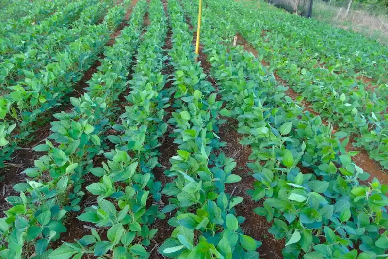 Presentan una variedad de soja que resiste a la roya asiática