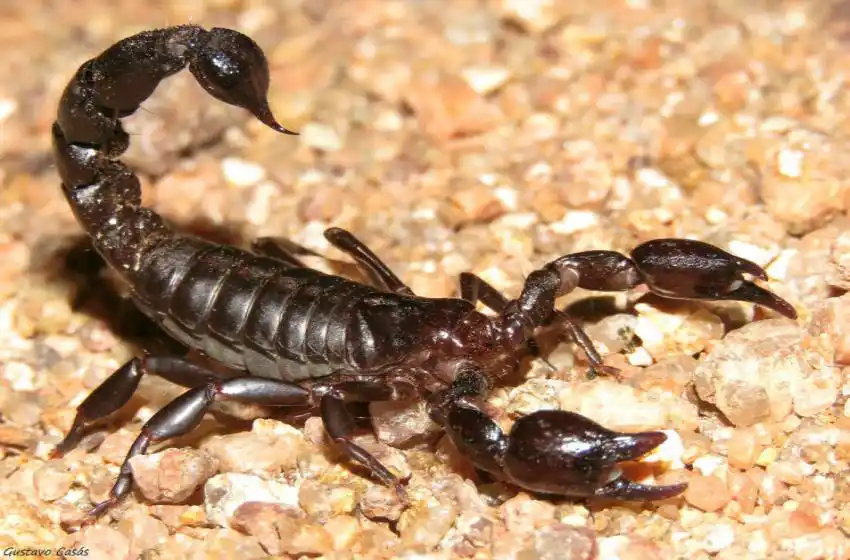 El Municipio reconoce la presencia de alacranes en Mar del Plata