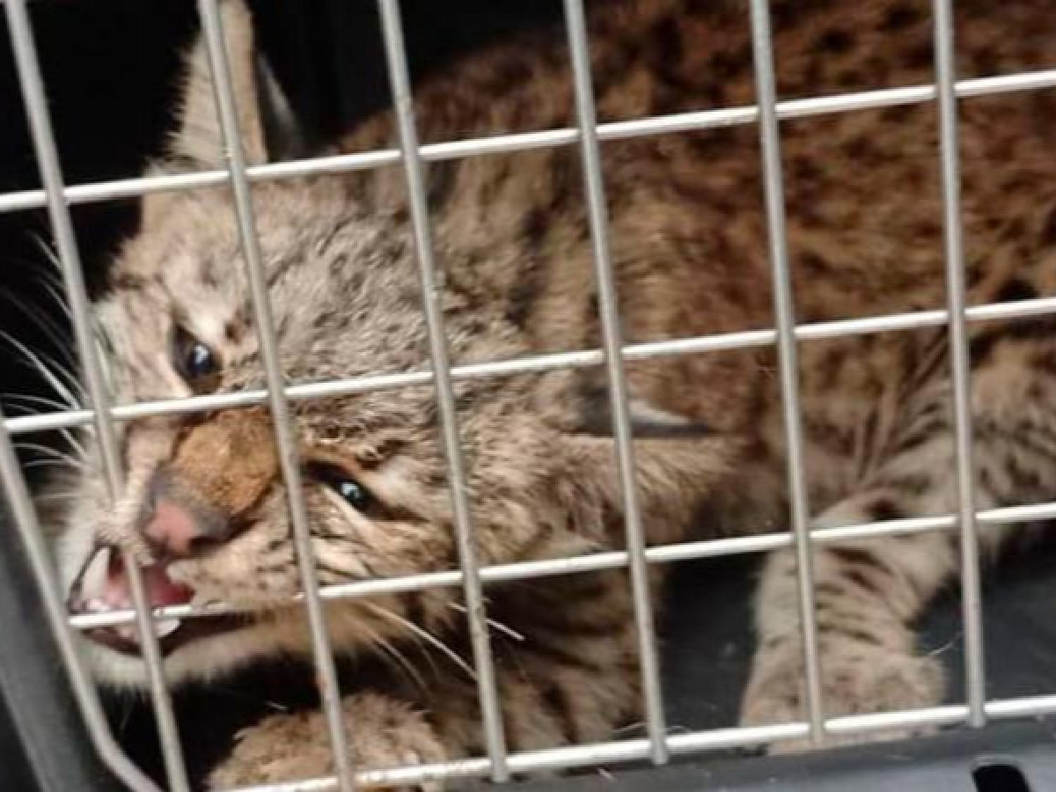 Rescataron el gato montés que un cordobés exhibía en TikTok