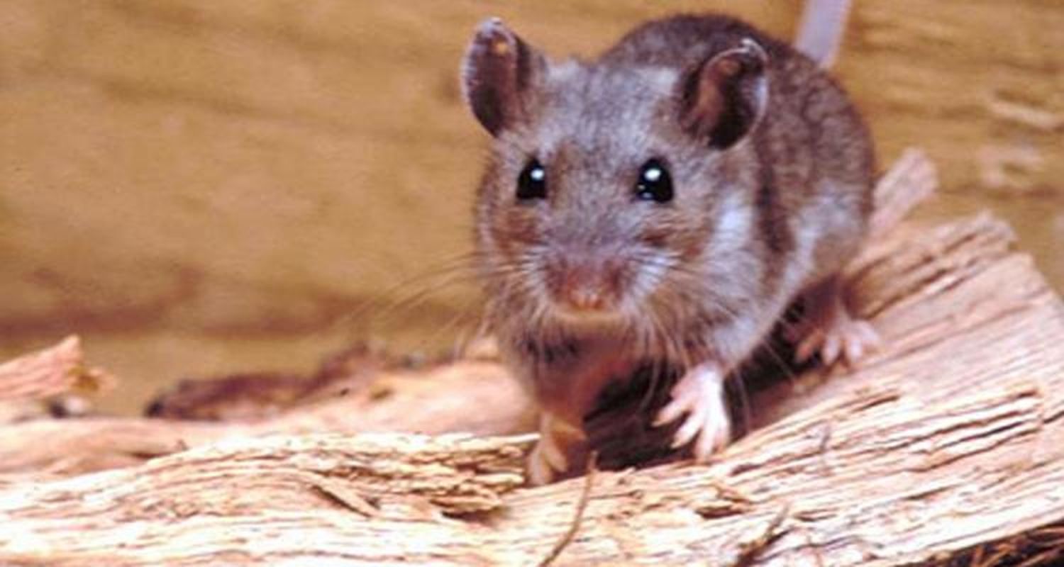 Analizan otro posible caso de hantavirus