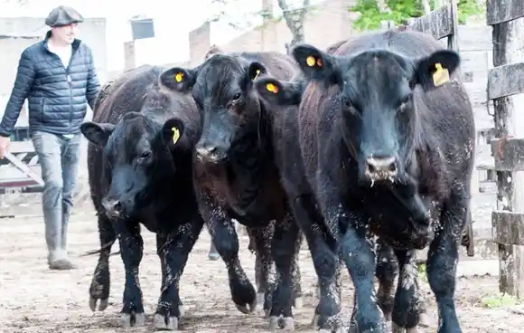 Advierten que la suba de retenciones equivaldría a perder 1.800.000 terneros en la Región Centro