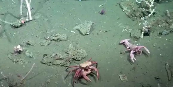 Ciencia en vivo: las impresionantes imágenes del fondo marino que conmovieron a miles