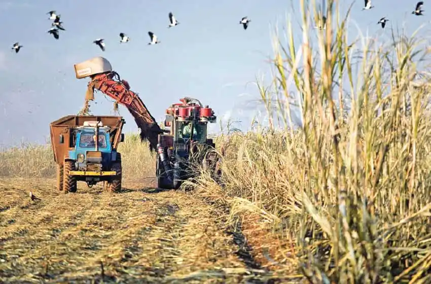 Preocupación por la cosecha de trigo: especialistas advierten sobre una situación «desastrosa» por la sequía y las heladas