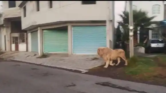 Un león se escapó de la jaula de una casa y causó pánico entre los vecinos (VIDEO)