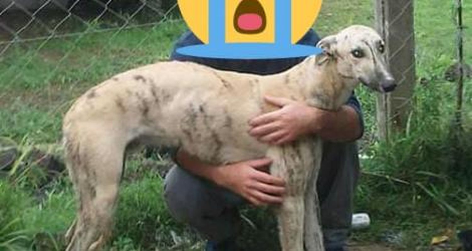 Yayo está perdido y su familia lo extraña