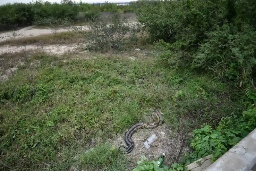 Las víboras sorprendieron a los vecinos de la zona. Crédito: Pablo Aguirre