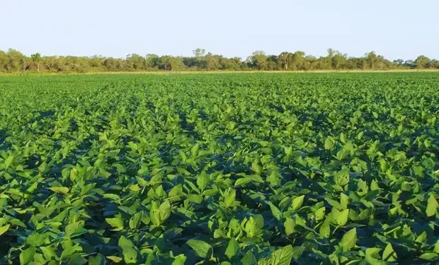 Soja argentina: una campaña “histórica” y una brecha de rendimiento que todavía ronda el 34%