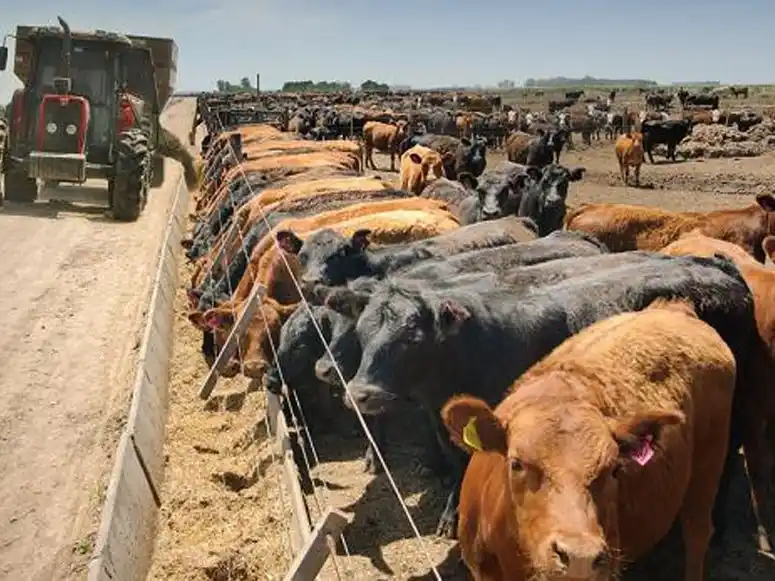 El valor al que se están consiguiendo los primeros terneros de invernada está hoy muy cercano a lo que vale el gordo.