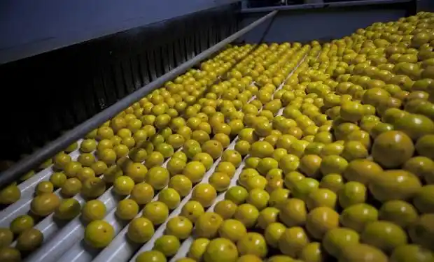 Cítricos: este año será de consolidación de los destinos que se abrieron durante 2020, como China