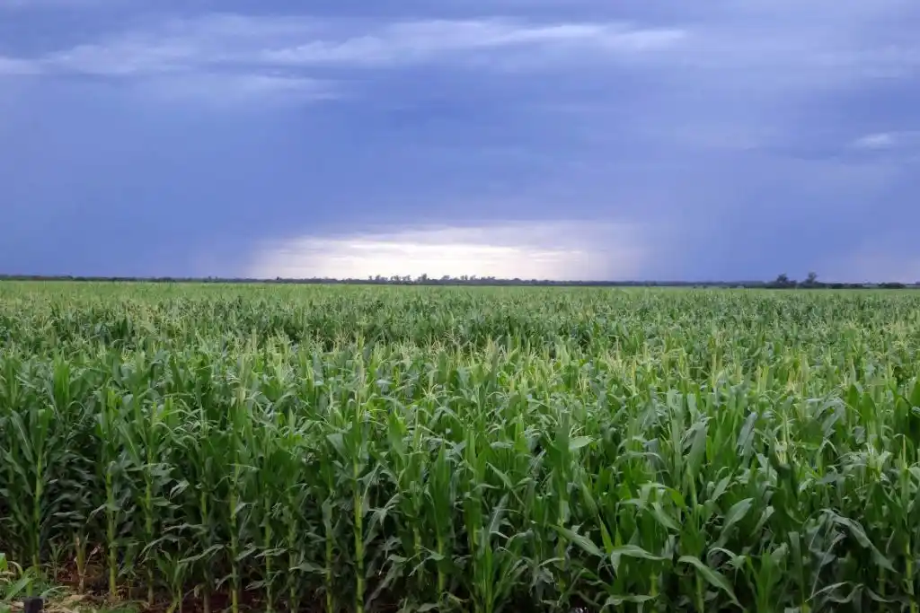 Los cultivos de gruesa a la espera de que se cumpla el pronóstico