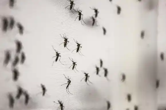 Preocupación en nuestra ciudad por la invasión de mosquitos