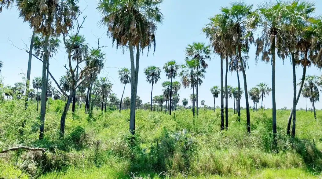 La Subsecretaría de Ambiente de la Nación monitorea especies de bosque nativo en Chaco