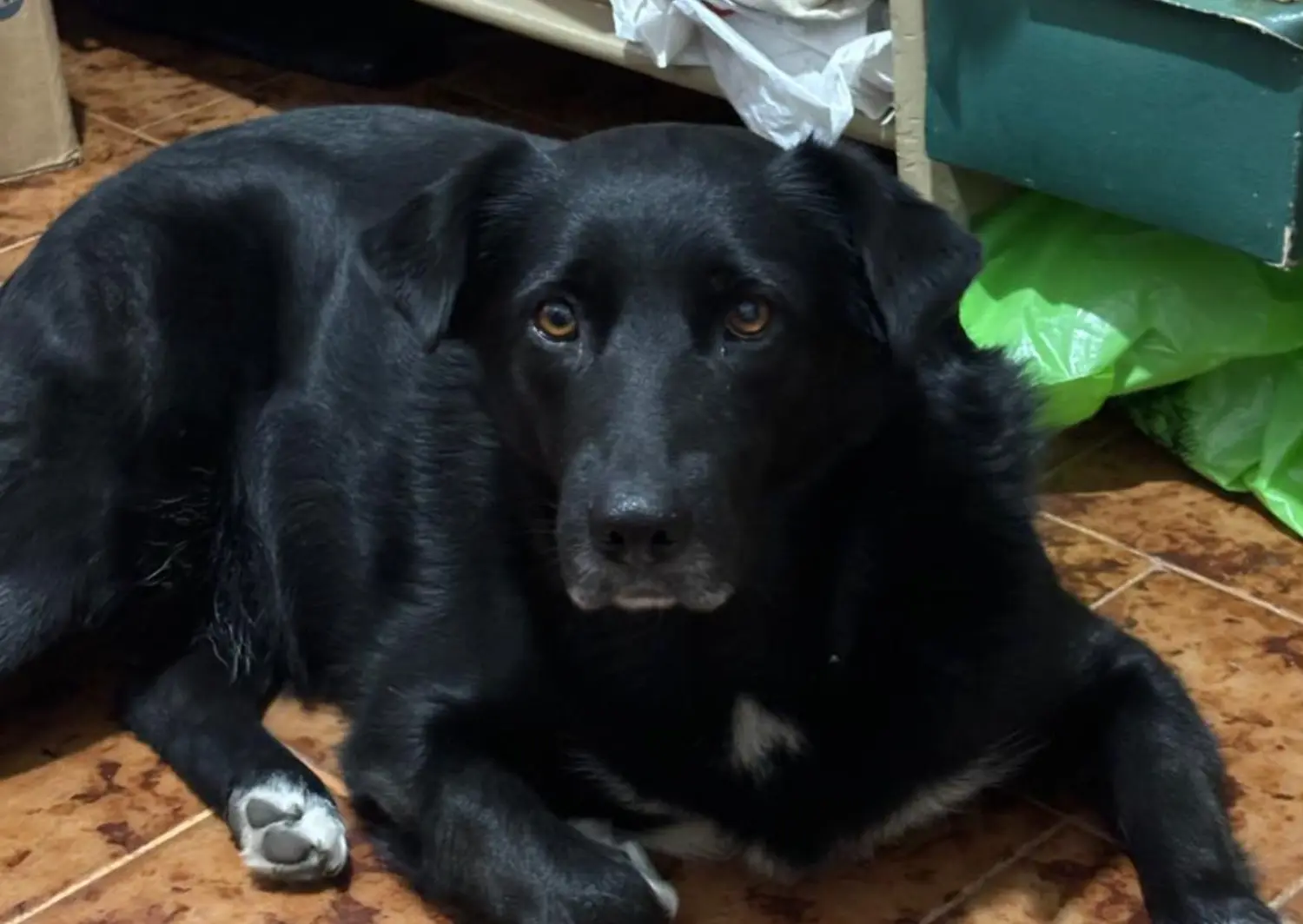 Perrita perdida en Lucio Mansilla y Mateo Sbert