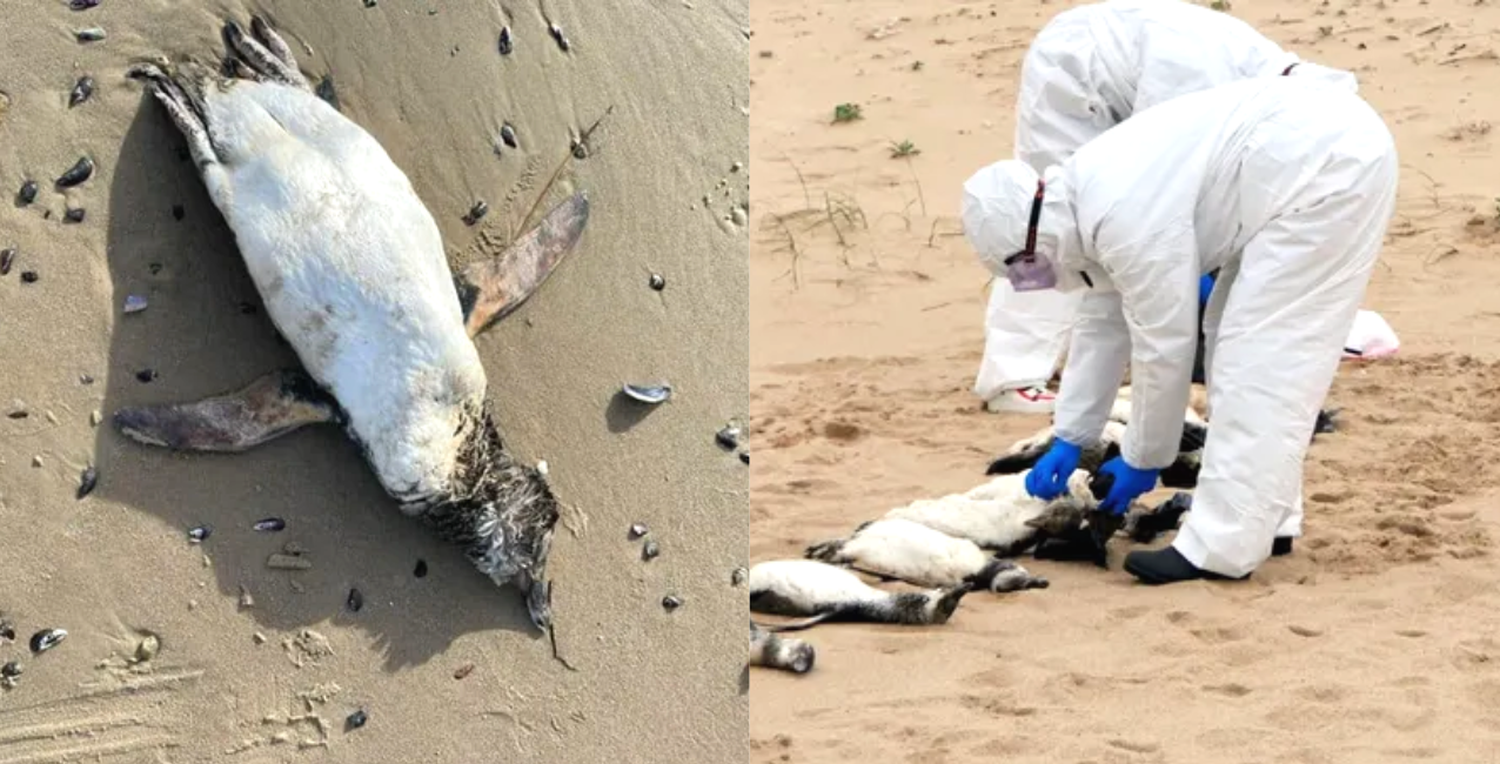 Estaban muy flacos y lastimados por los plásticos que invaden el océano.