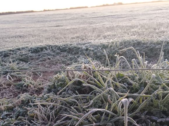 ¿Ir o no ir?: la ola polar encendió el debate sobre las clases en invierno