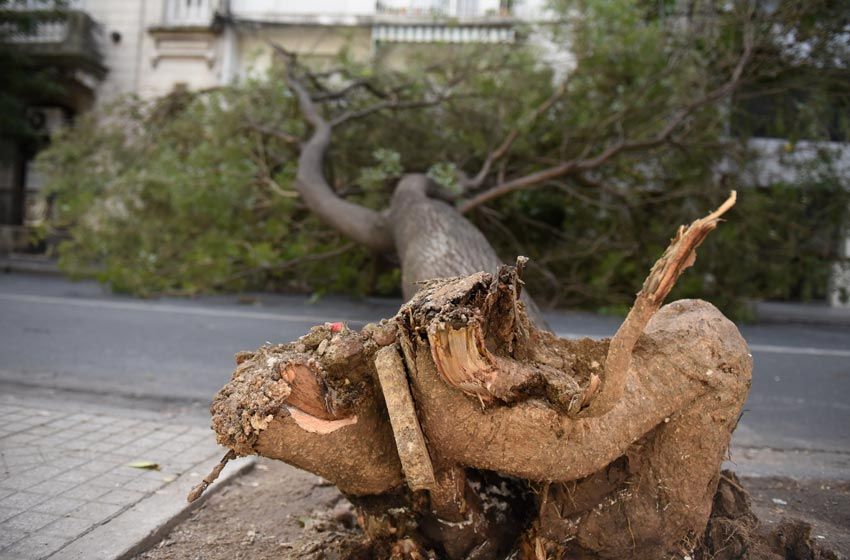 Un hombre falleció electrocutado tras caérse un árbol sobre el cableado de su vivienda