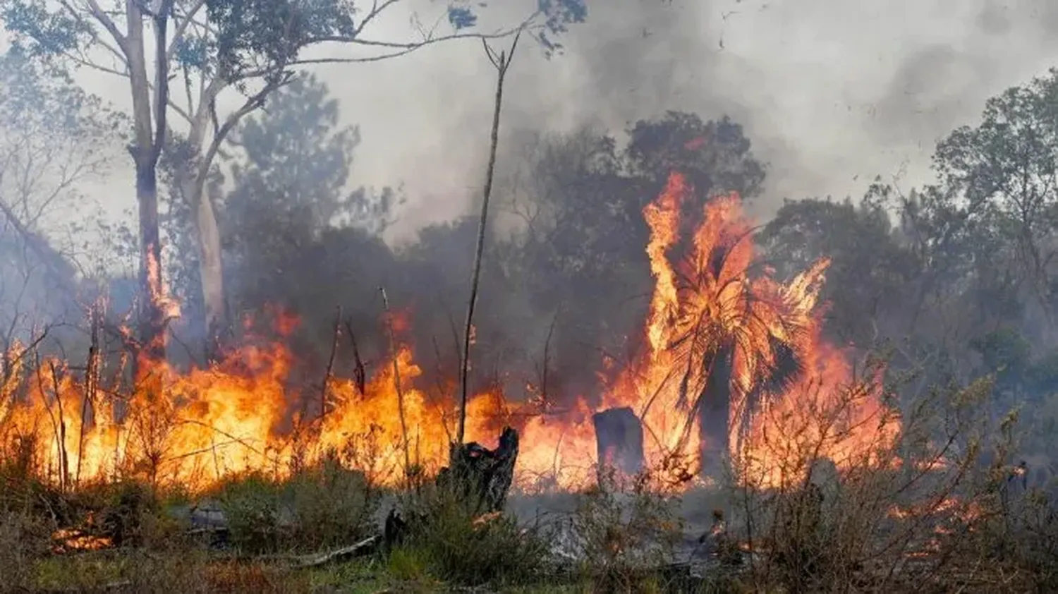 Nueve provincias con incendios en sus territorios: Buenos Aires y Entre Ríos, las más afectadas