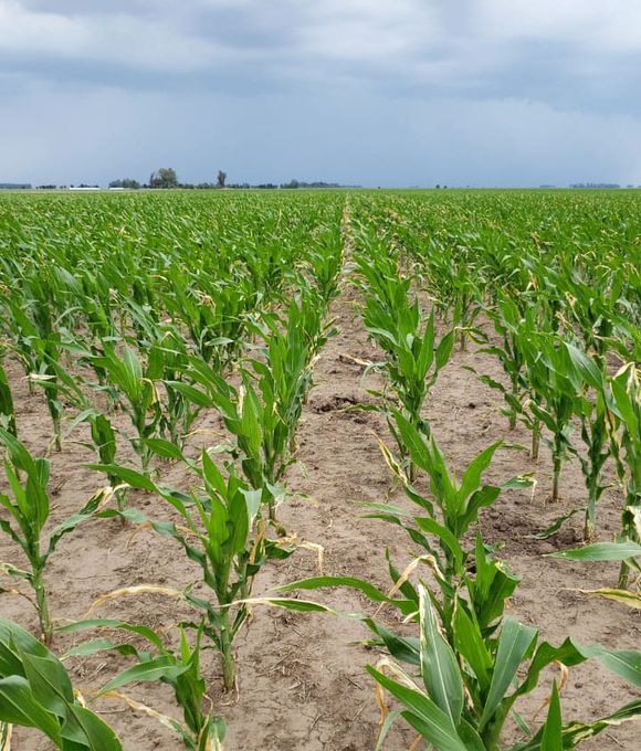 Una gruesa marcada por la irregularidad de las lluvias