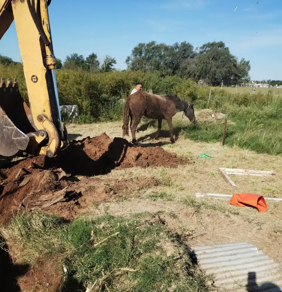 caballo atrapado