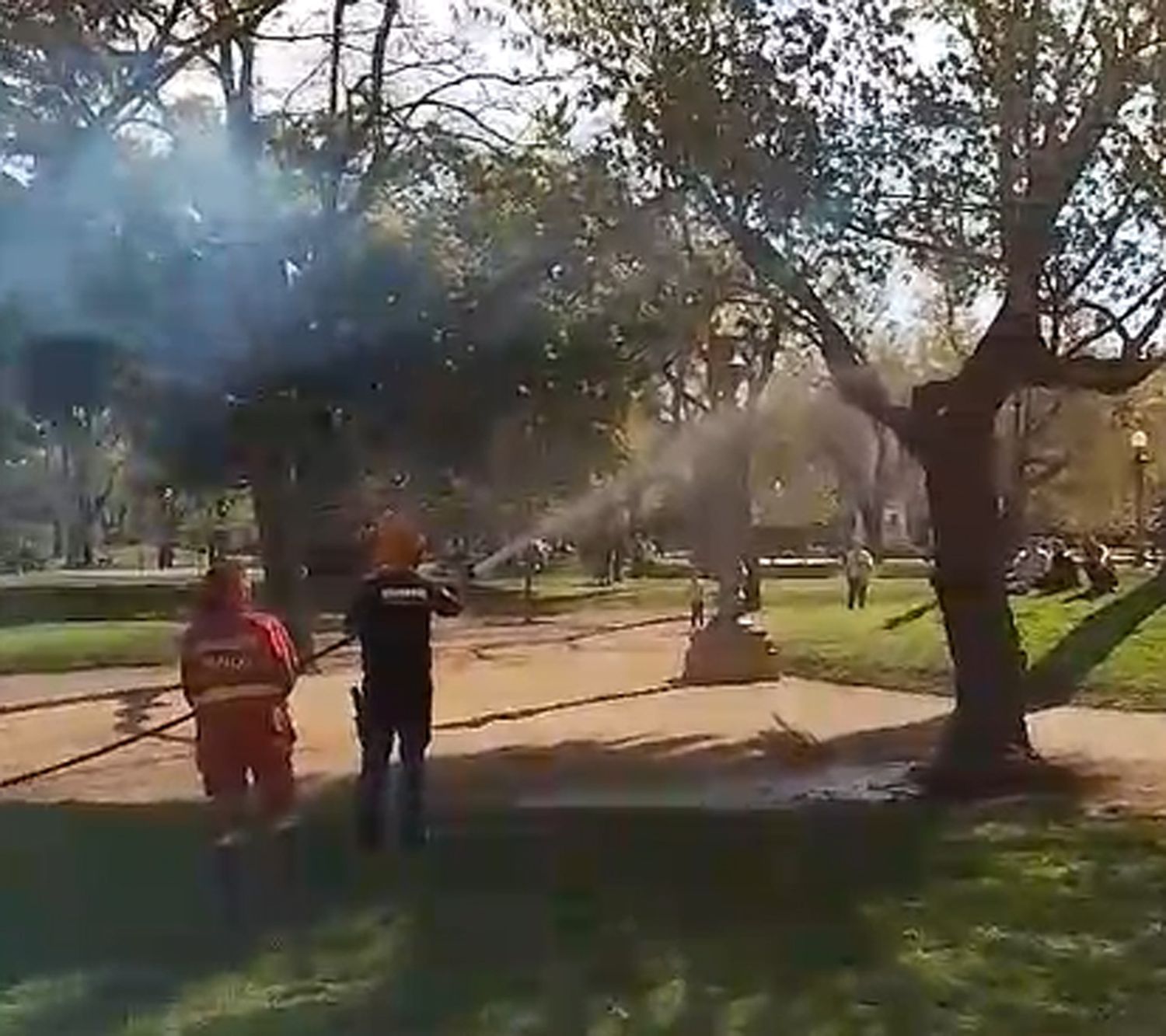 Bomberos trabajando en el árbol