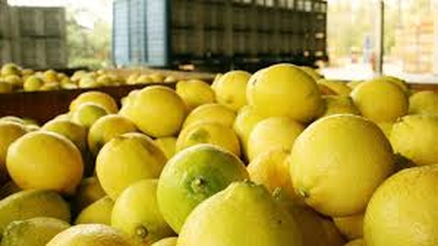 Ya salieron las primeras 24 toneladas de limón argentino a la India