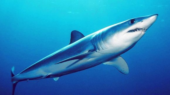 A DOS PASOS DE LA EXTINCIÓN: pescadores en Sucre descuartizaron a un tiburón Mako y le sacaron las crías vivas (+ VIDEO)