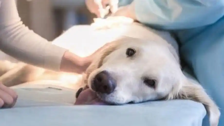 Volvieron a realizar castraciones bajo estrictos protocolos sanitarios