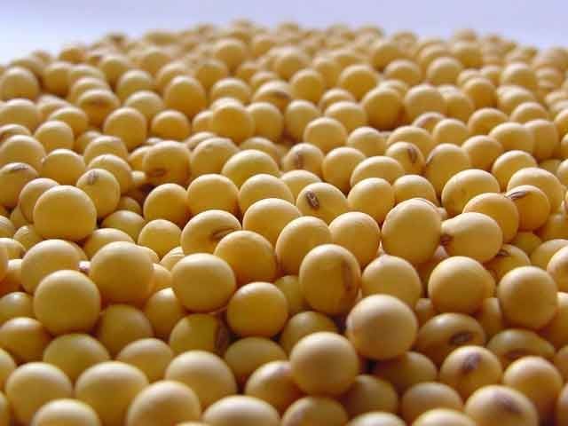 Con rindes que siguen ajustándose al alza, la Bolsa de Rosario estima 59 M/tn de soja