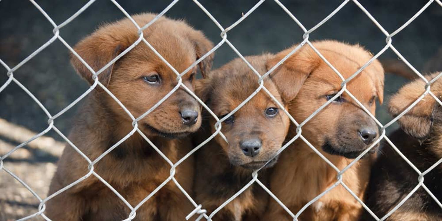 Más de 100 perros maltratados en un criadero