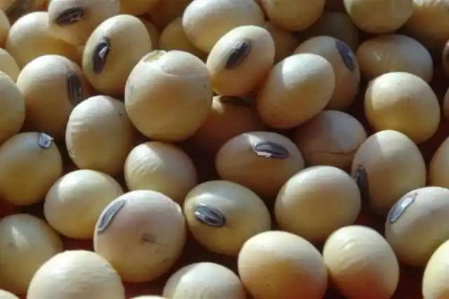 Proponen deducir el total del costo de las semillas del impuesto a las ganancias
