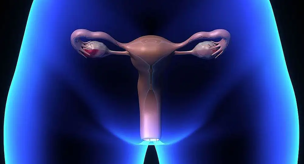 Un paso prometedor para la creación de ovarios artificiales