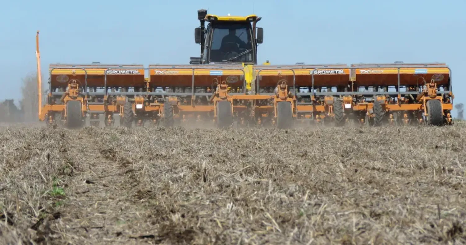 Girasol y sorgo ofrecen ventajas por su resistencia a la sequía y menores costos.