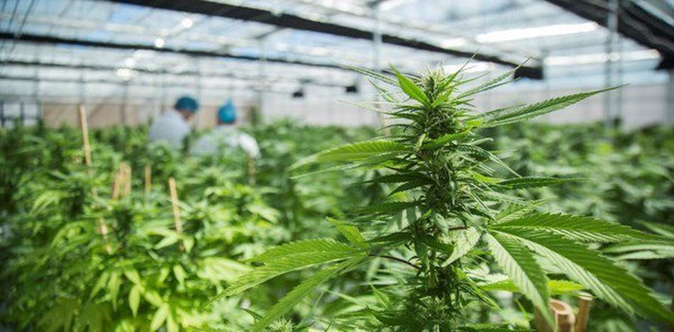 Castelli: Avanza la conformación de empresa mixta para desarrollar cannabis medicinal