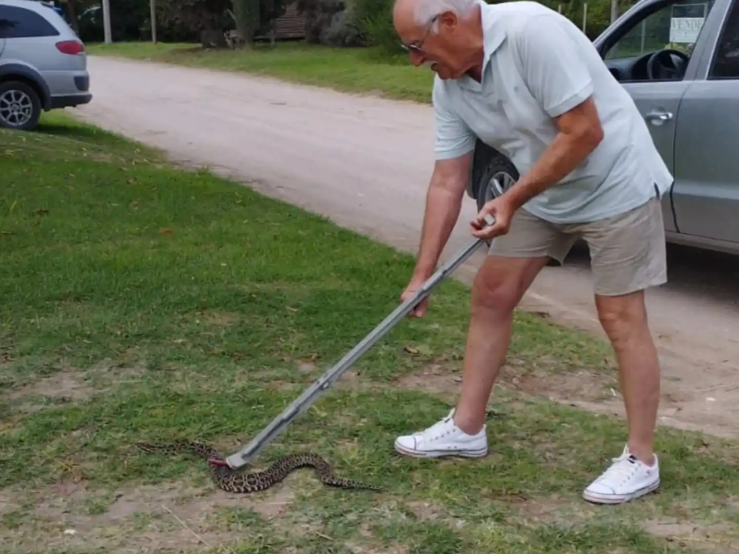 En Claromecó afirman que encontraron "la yarará más grande de los últimos 20 años"