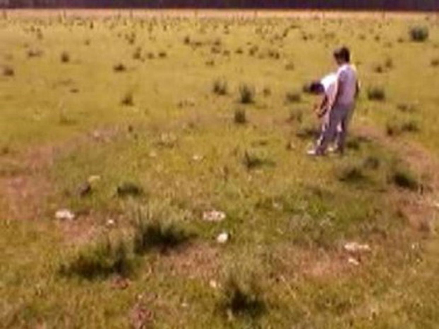 Aparecieron marcas extrañas en un campo