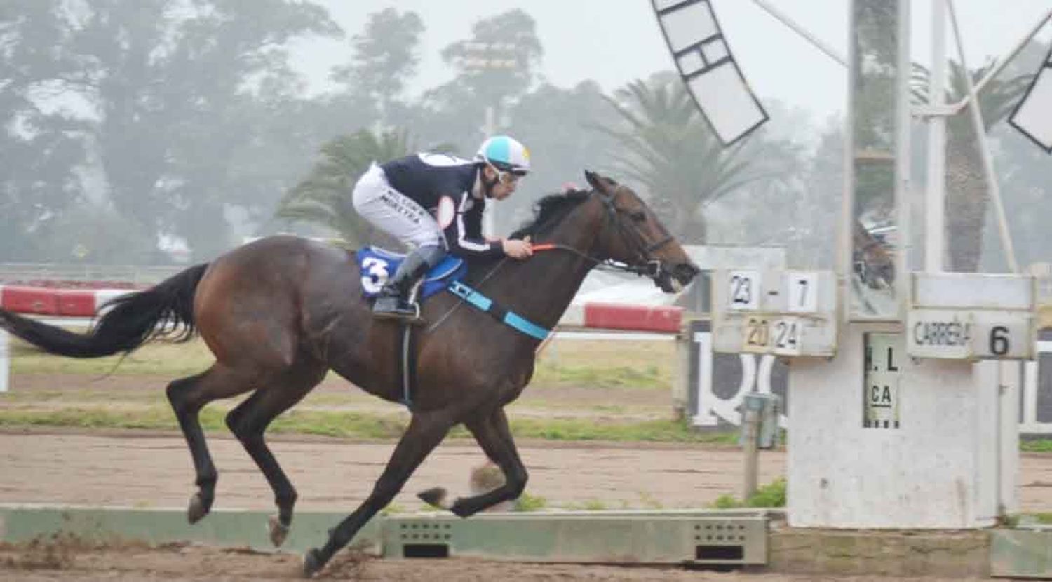 Lagarto Boy, uno de los candidatos de un Gran Premio Dardo Rocha (G1) con mucha jerarquía.