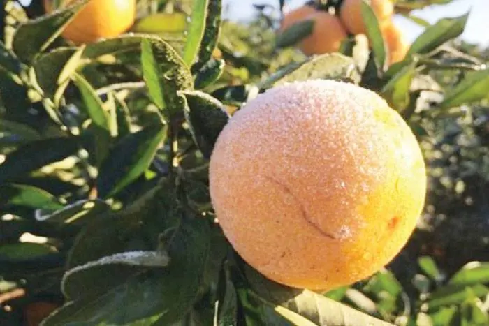 Una helada tardía en plena época de floración, afectó al sector que pese a la pandemia sostiene la exportación a los mercados consolidados