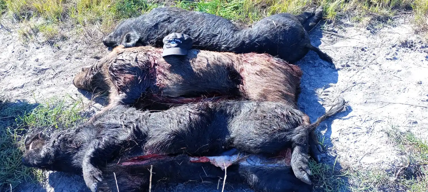 chanchos salvajes faenados - 2