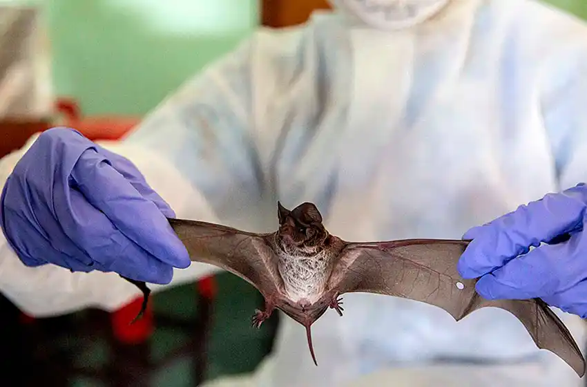 Para la OMS, lo más probable es que el coronavirus se haya originado en animales