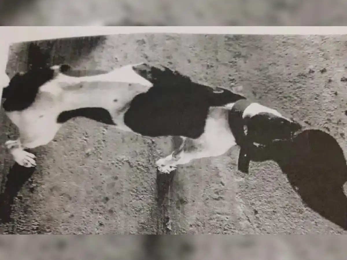 De Chocolate a Linda: otro caso de maltrato animal llegó a juicio con condena