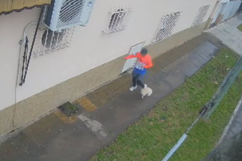 El cachorro fue trasladado de inmediato a una clínica veterinaria para recibir atención médica.