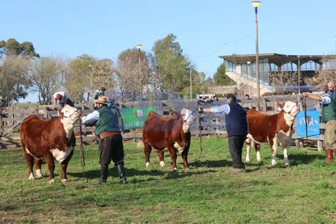 Comienza la 128 Expo Ganadera en el predio de la Sociedad Rural Gualeguaychú
