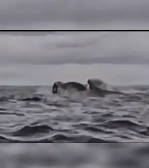 Susto en el Estrecho de Magallanes: hacía packrafting y fue tragado por una ballena que luego lo expulsó