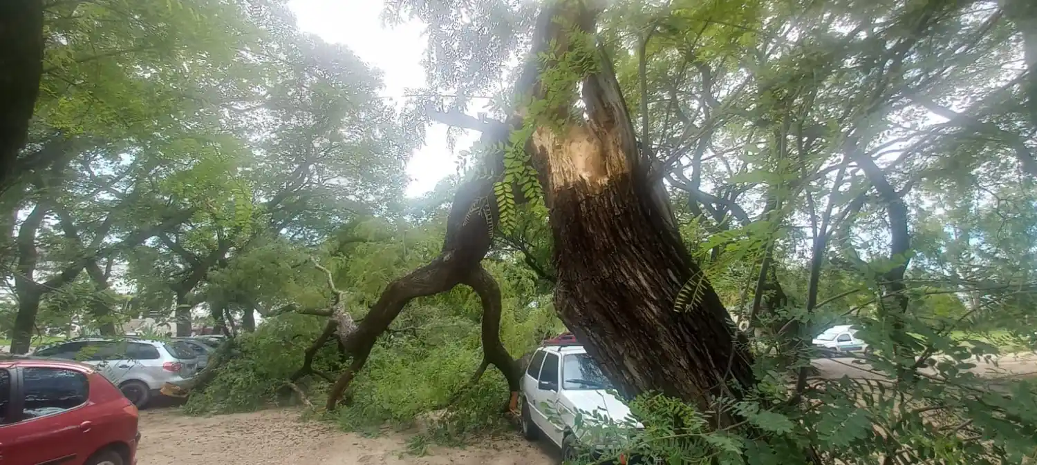 Caída de un árbol provocó severos daños a automóviles en el hospital Santa Rosa