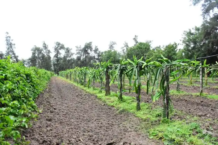 El Cedeva impulsa la frutihorticultura subtropical con validación de cultivos