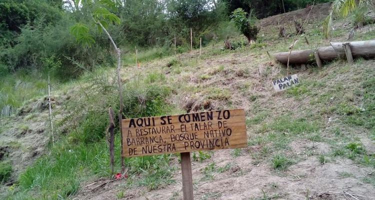 Proyectan regenerar  el talar de barranca