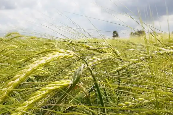 Incorporaron al maíz y la cebada cervecera al nuevo dólar agro