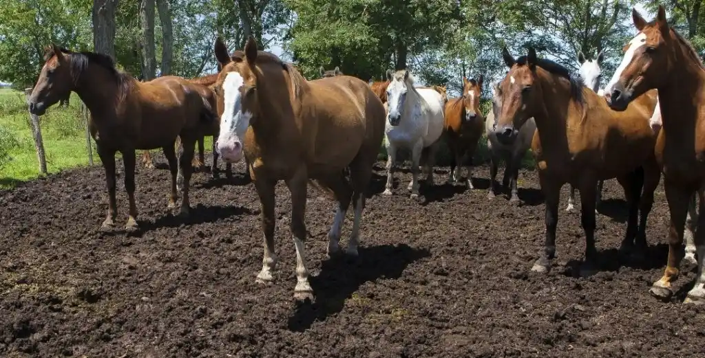 Encefalomielitis equina: Se establecieron nuevas medidas para el traslado de animales